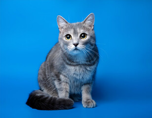 Obraz premium Cute Grey Cat with Wide Eyes Sitting on Blue Background, Studio Shot- A wide-eyed, grey cat_1(156)