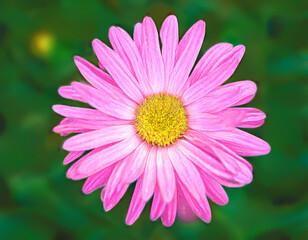 Obraz premium Closeup Illustration of a Pink Daisy Flower Detailed Artistic Floral Design and Botanical Art