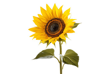 Obraz premium Vibrant Single Sunflower Blossom Isolated on White Background