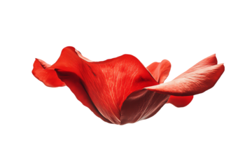 Crimson Petal Dance: Abstract Floral Motion Study