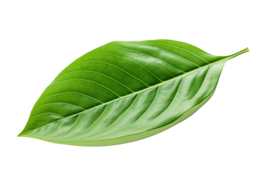 A fresh green cocoa leaf laying flat with a glossy surface and intricate vein patterns isolated on white background