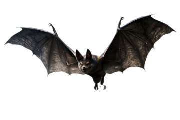 A Halloween bat in mid-flight with its wings fully extended, white background