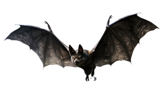 A Halloween bat in mid-flight with its wings fully extended, white background
