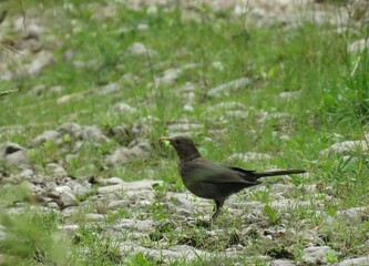 blackbird on the ground