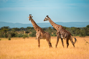 Fototapeta premium Two Giraffes in Tall Grasses, Ikoma Conservation Area, Tanzania