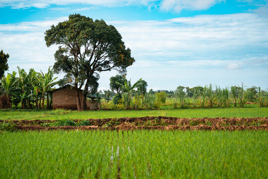 Lush Rice Paddies, Mto Wa Mbu Tanzania