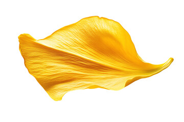 Naklejka premium Golden Petal: Delicate, Isolated, Vibrant Yellow Flower Detail