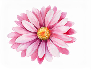 Obraz premium Watercolor Illustration of a Pink Daisy Flower Detailed Artistic Floral Design and Botanical Art