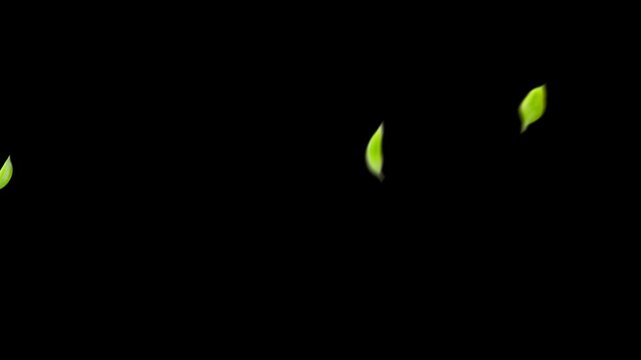 leaf flying looping hd