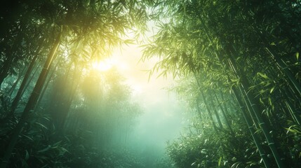Fototapeta premium Sunlight Filtering Through a Dense Bamboo Forest