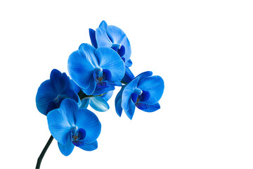 Vibrant Blue Orchid Branch Isolated on White Background