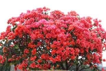 Bougainvillea Barbara Karst flowers in bloom with close view.