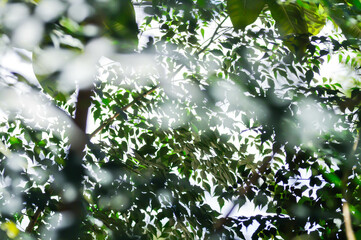 Cork tree, Indian cork tree or Millingtonia hortensis Linn or BIGNONIACEAE or small Cork tree or tree