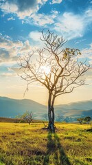Obraz premium A serene natural landscape with a lone tree, bathed in golden sunlight against a mountain backdrop. Open, peaceful, and expansive scene at sunset.