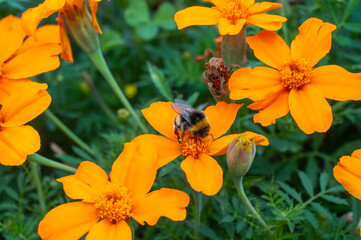 bumblebee collects nectar and pollen on orange flowers