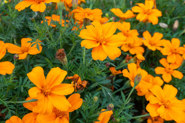 Orange marigold flowers. Orange flowers close-up