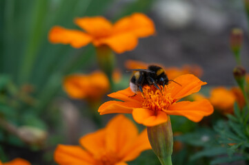A bumblebee collects nectar and pollen on orange flowers.