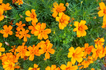 Orange marigold flowers. Orange flowers close-up