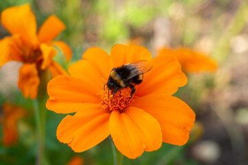 Close-up of a bumblebee flying over a flower