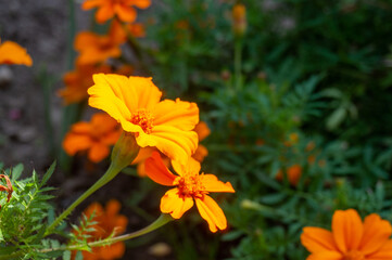 Orange marigold flowers. Orange flowers close-up