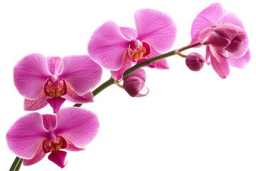 Fototapeta premium Elegant Pink Phalaenopsis Orchid Branch, Isolated on White