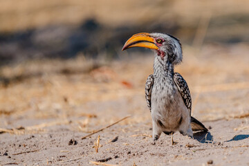 red billed hornbill