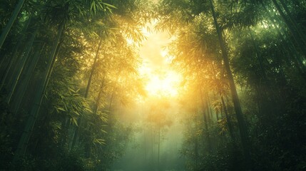 Obraz premium Golden Sunlight Filtering Through a Misty Bamboo Forest