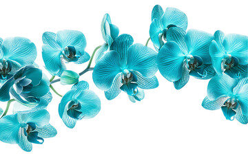 Aqua Teal Orchid Branch, Isolated on White Background