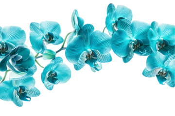 Aqua Teal Orchid Branch, Isolated on White Background