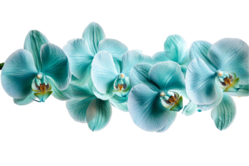 Aqua Teal Orchid Branch, Isolated on White Background