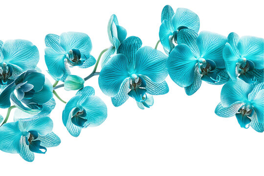 Aqua Teal Orchid Branch, Isolated on White Background