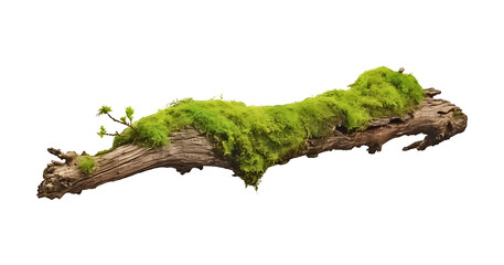 Obraz premium fresh green moss on rotten branch and dirt isolated on white side view clipping path