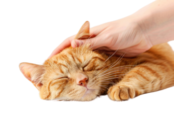 PNG Relaxed cat being gently petted
