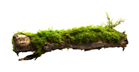 fresh green moss on rotten branch and dirt isolated on white side view clipping path