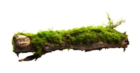 fresh green moss on rotten branch and dirt isolated on white side view clipping path