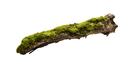 fresh green moss on rotten branch and dirt isolated on white side view clipping path