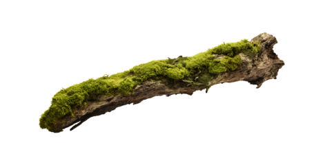 fresh green moss on rotten branch and dirt isolated on white side view clipping path