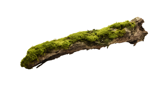 fresh green moss on rotten branch and dirt isolated on white side view clipping path