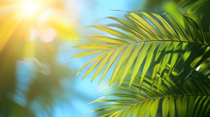 Obraz premium Palm Fronds Against A Blurred Sunny Sky