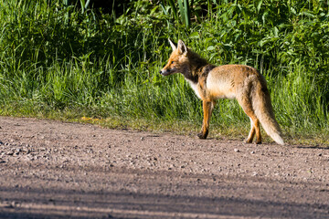 Rotfuchs überquert eine Straße	
