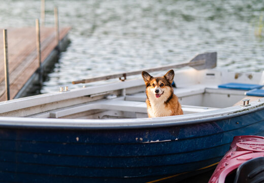 Happy Corgi Dog Enjoying a Boat Ride on the Lake
