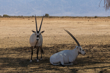 Animals in the wild © Olga