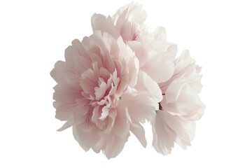 Soft Pink Peony Trio, Delicate Bloom Close-Up, Isolated on White