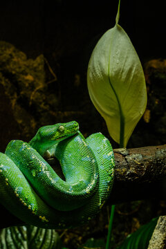 Python vert ( Morelia viridis ) 