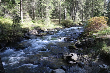 rapid river cascading over a rocky riverbed through a pine forest