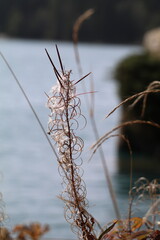 fireweed flower in seed stage on the shore of a lake 