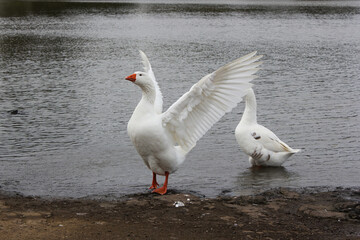 White Goose Spreading Wings by a Lake Shore