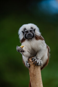 Pinch&eacute; &agrave; cr&ecirc;te blanche ( saguinus oedipus ) 2