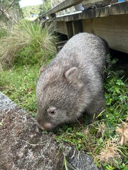 wombat