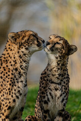 Guépard 2